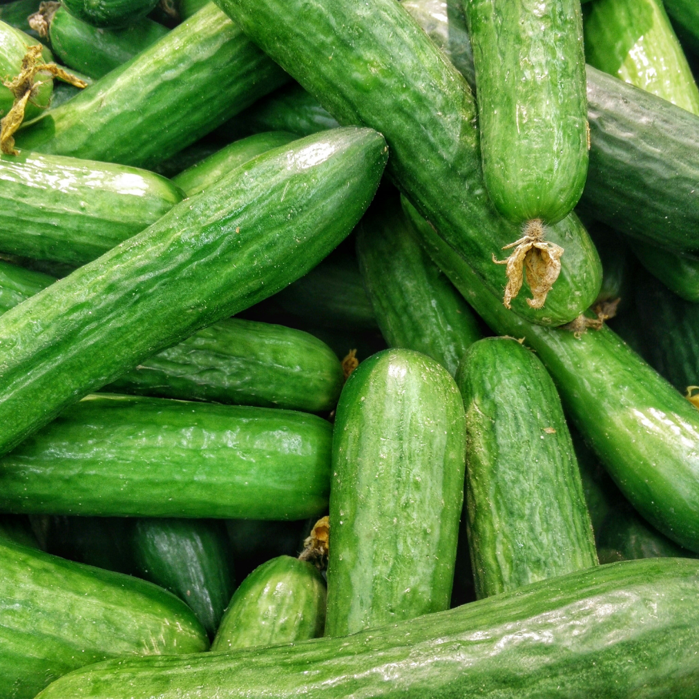How to Grow Cucumbers