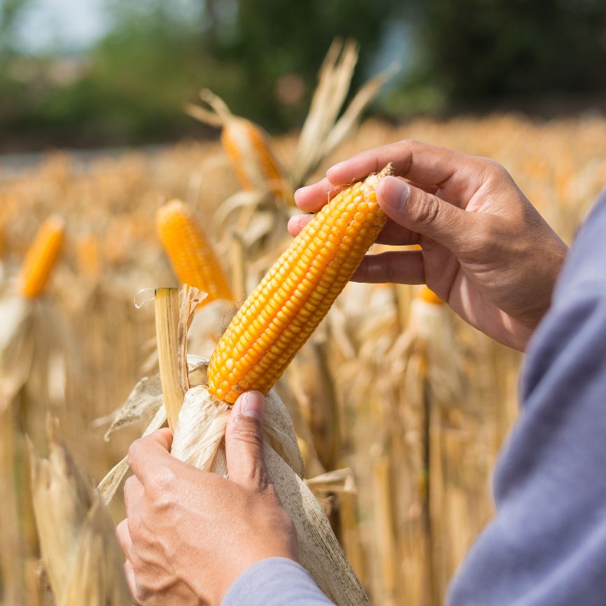 How to Grow Sweet Corn