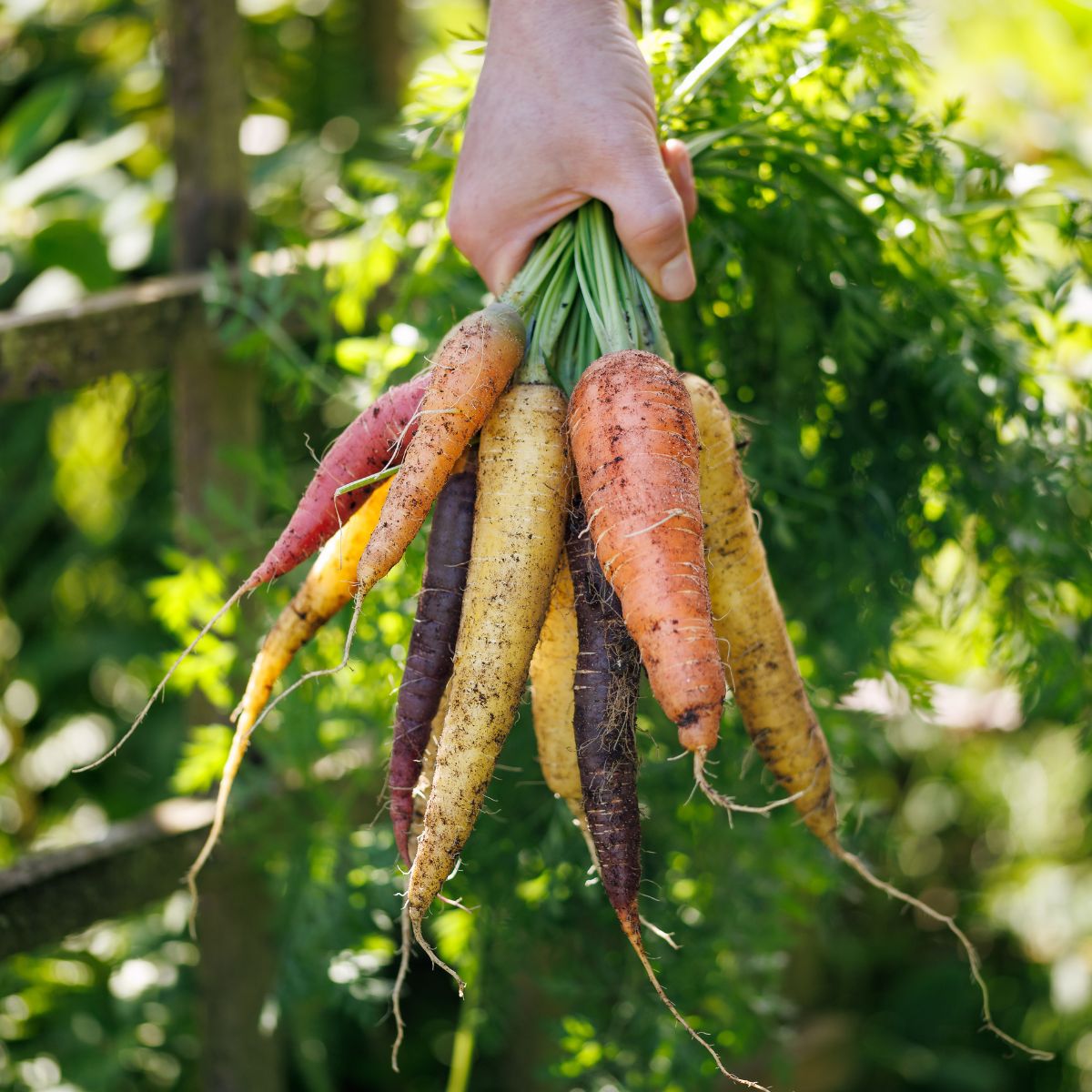 What Vegetables to Plant in April
