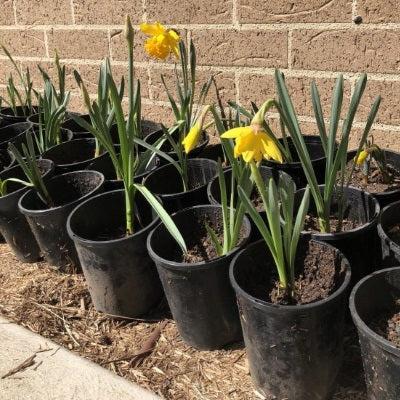 Fundraising with plants