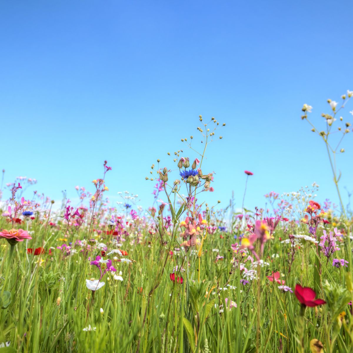 A Guide to Chaos Gardening