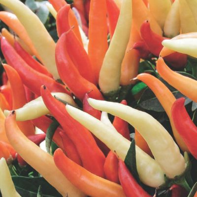 How To Grow Chillies