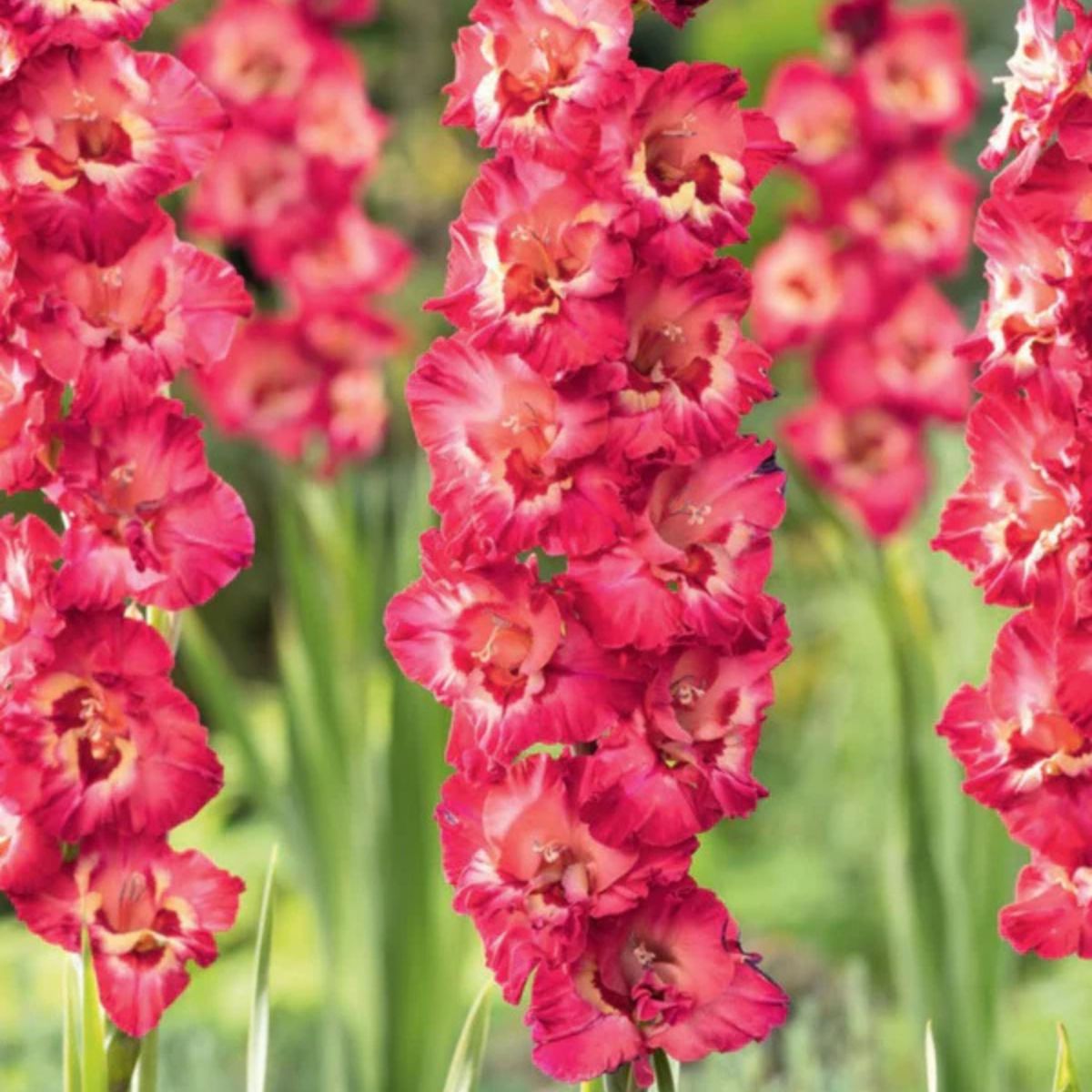 A Guide to Summer-Flowering Bulbs