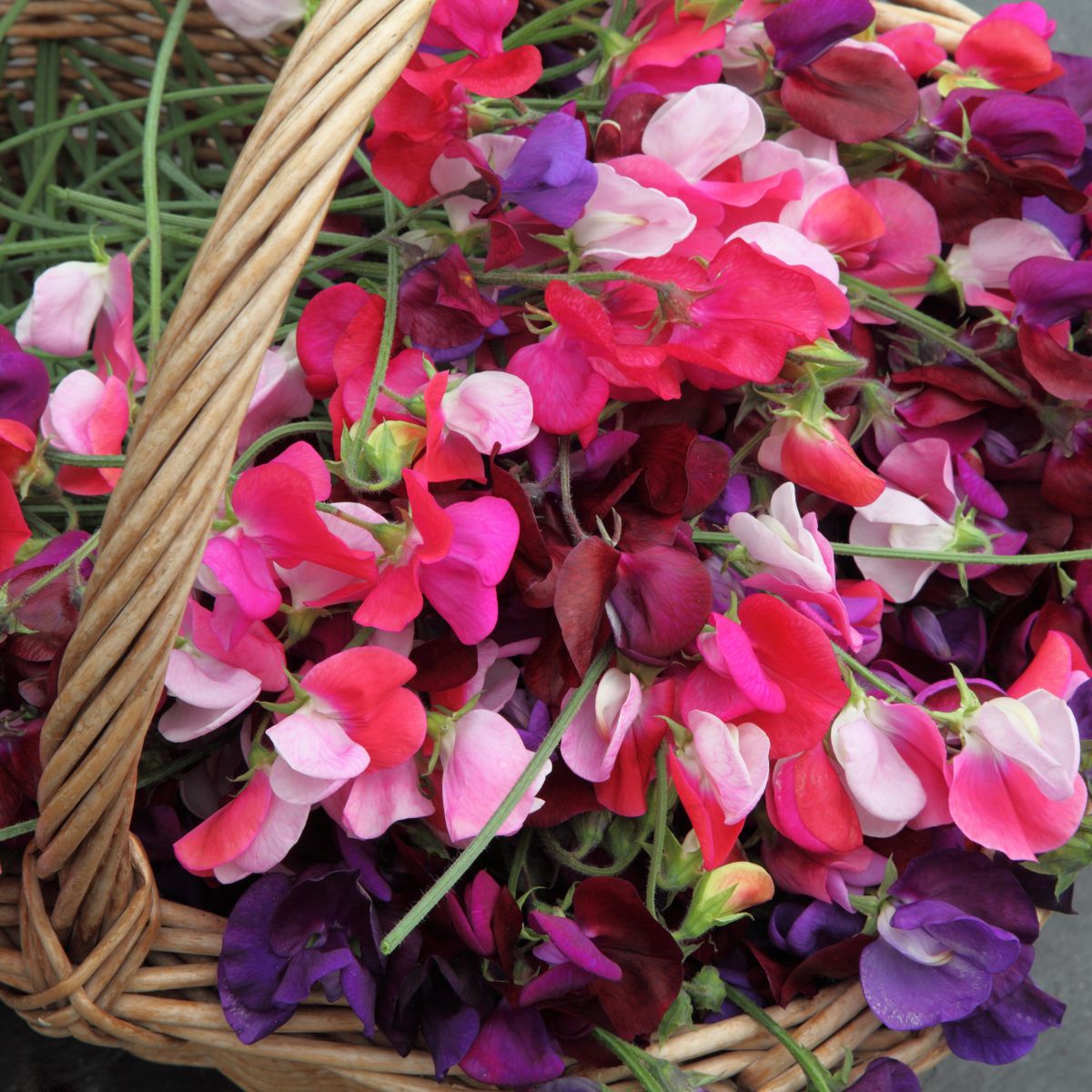 How to Grow Sweet Peas