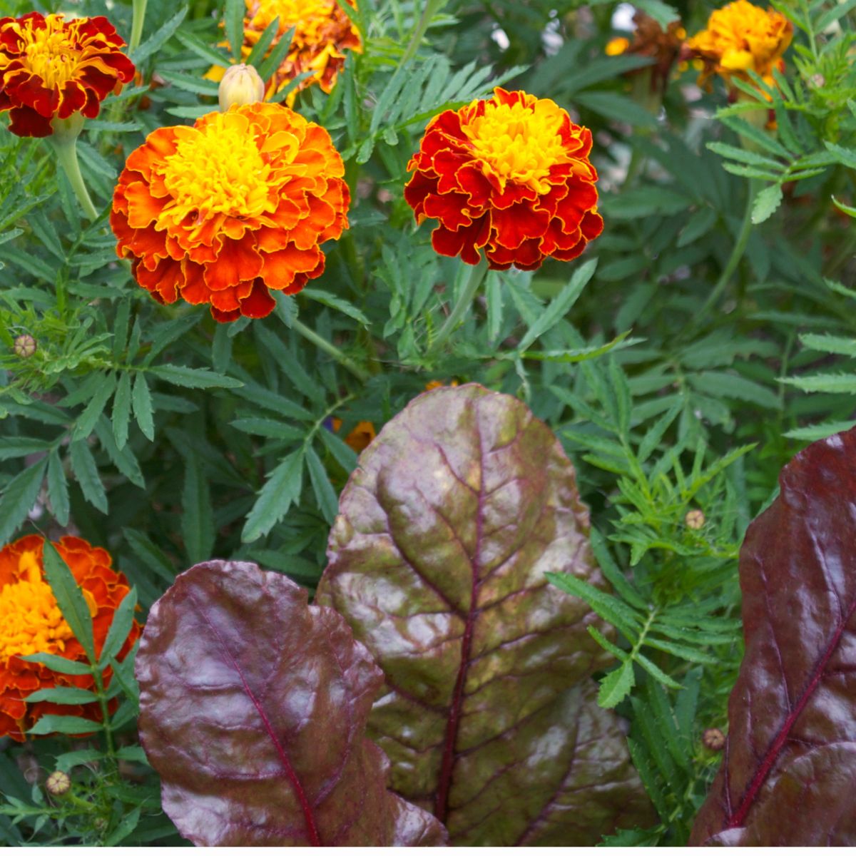 Autumn Companion Planting Guide
