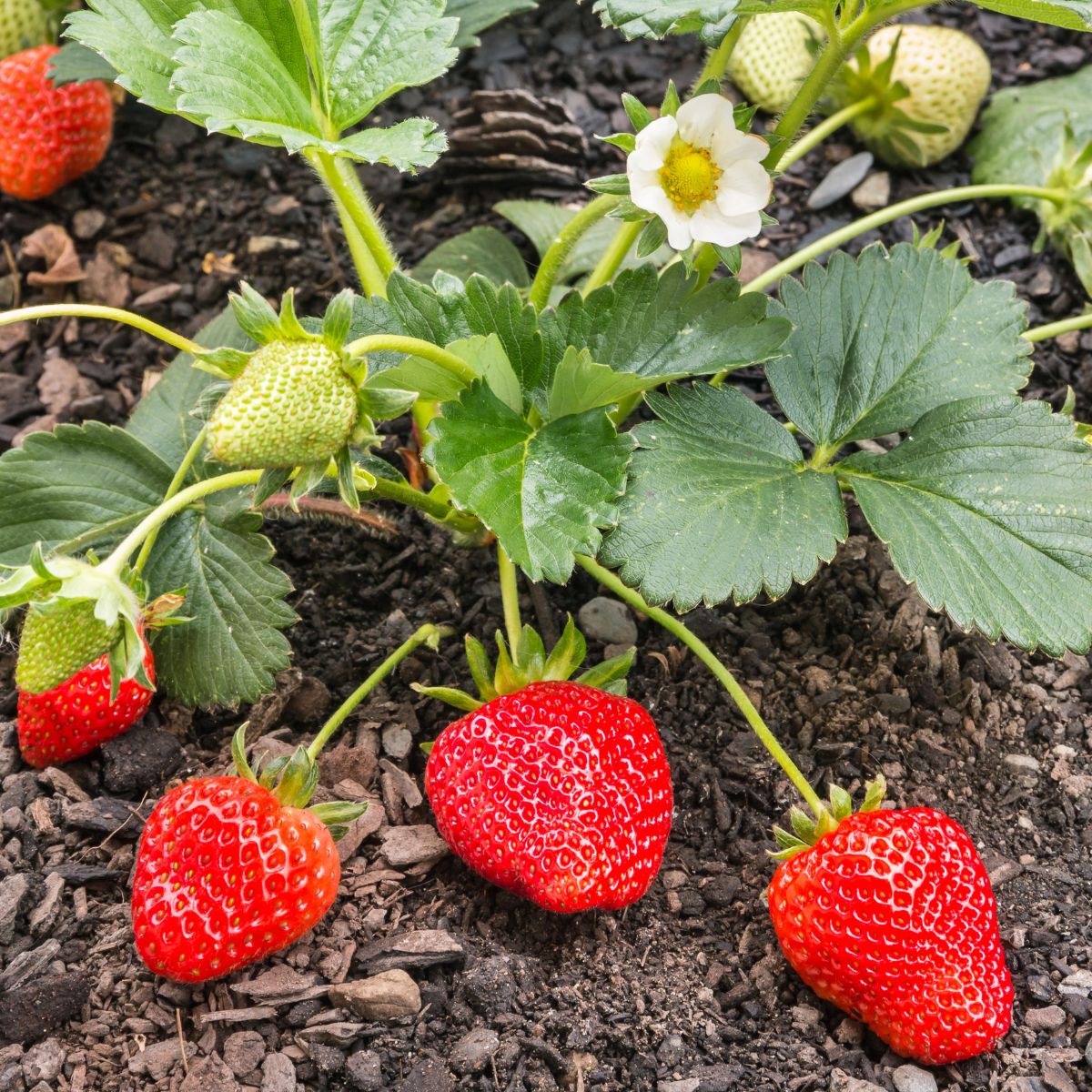 How To Grow Strawberries