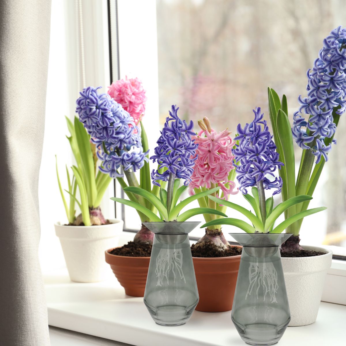 How To Grow and Force Bulbs Indoors