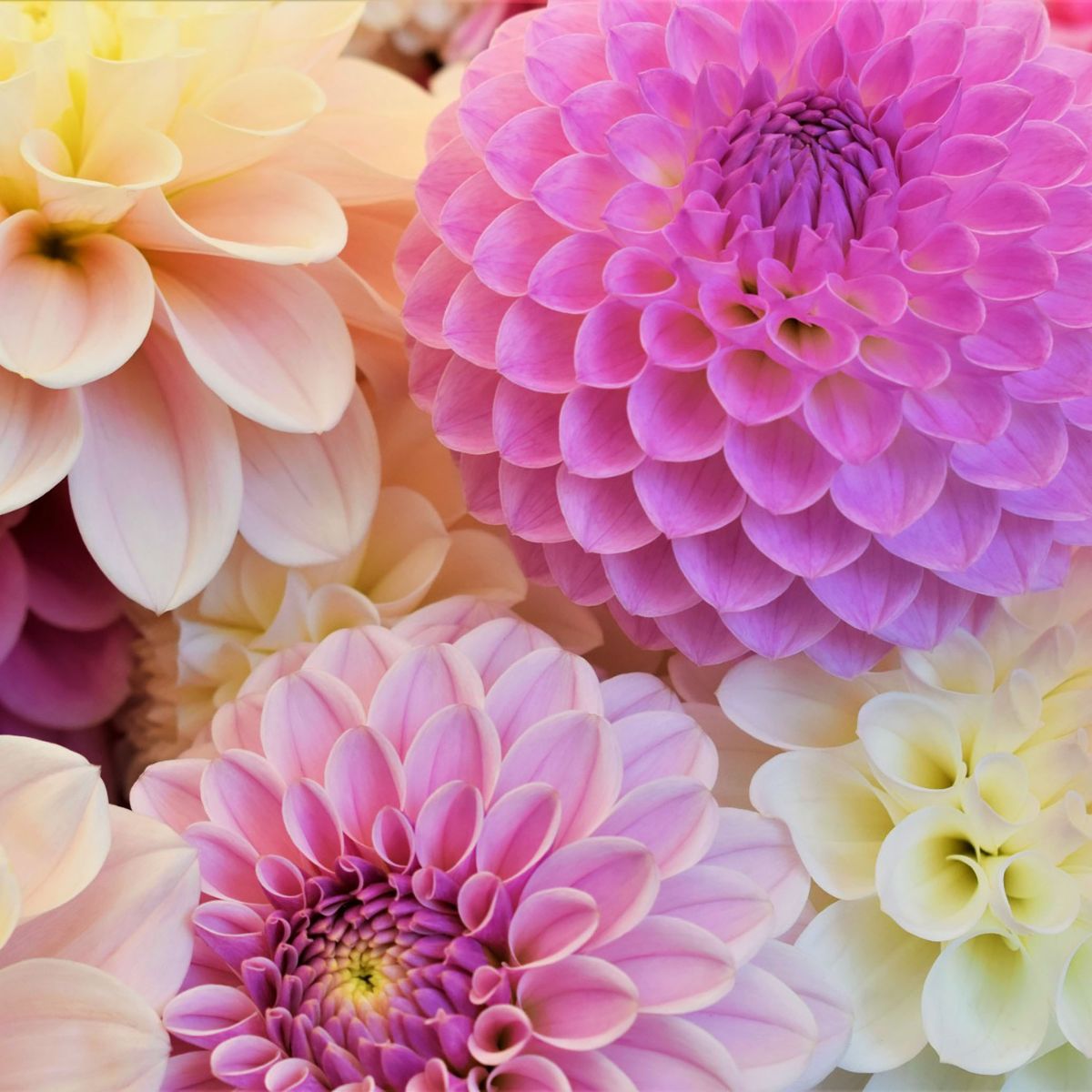 A Guide to Summer-Flowering Bulbs