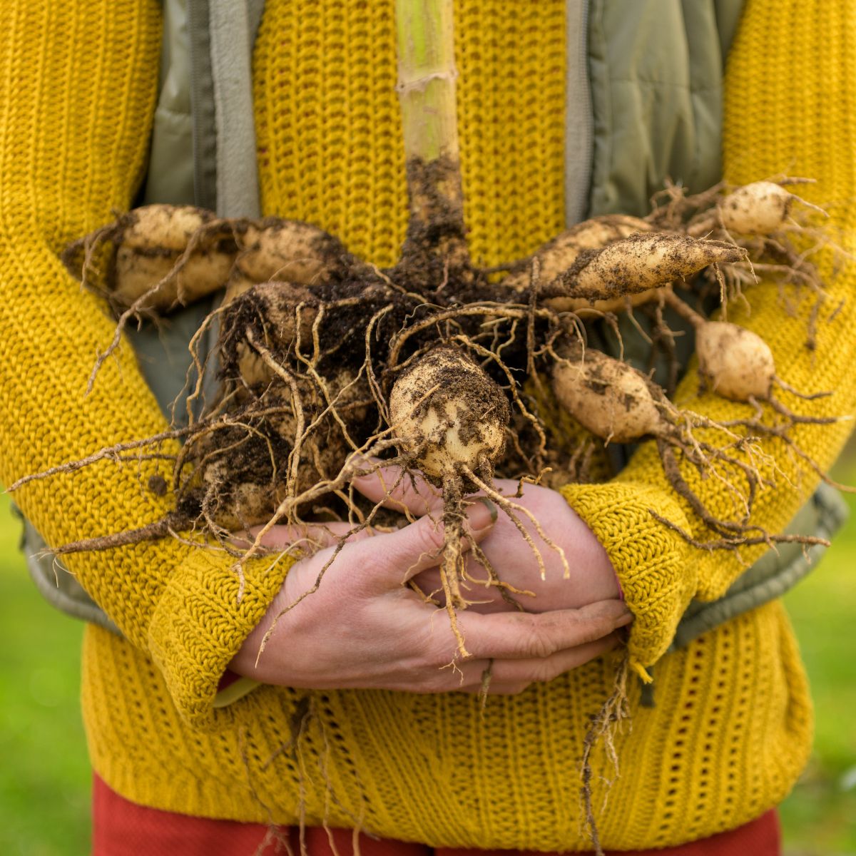 How to Grow Dahlias - Growing Dahlias From Seed or Tubers