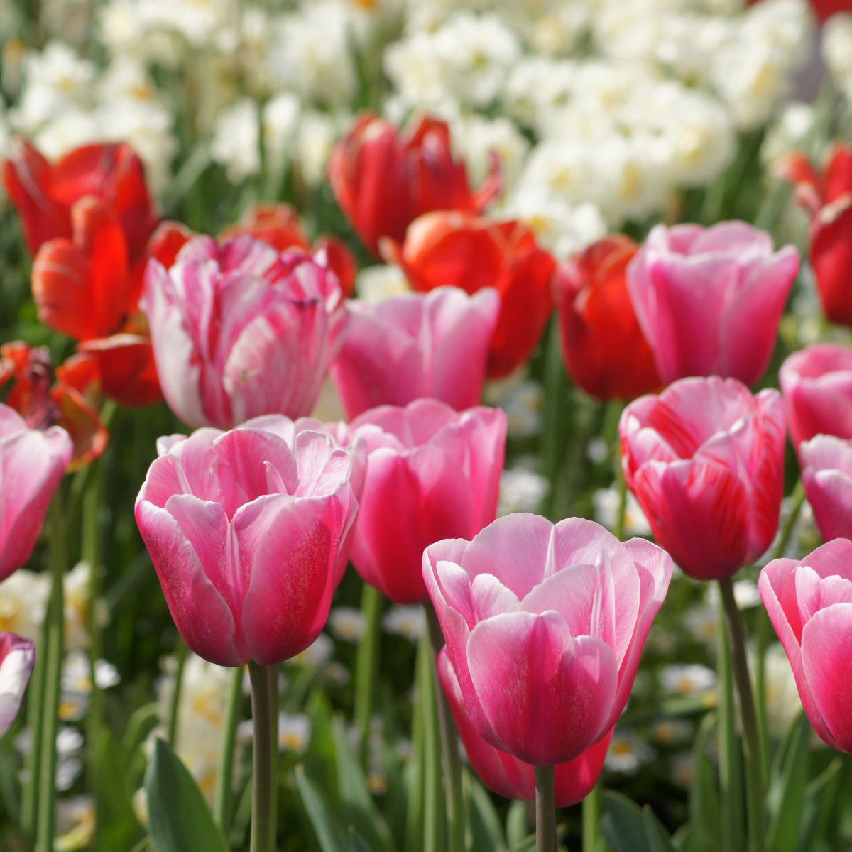 How to Grow Tulips