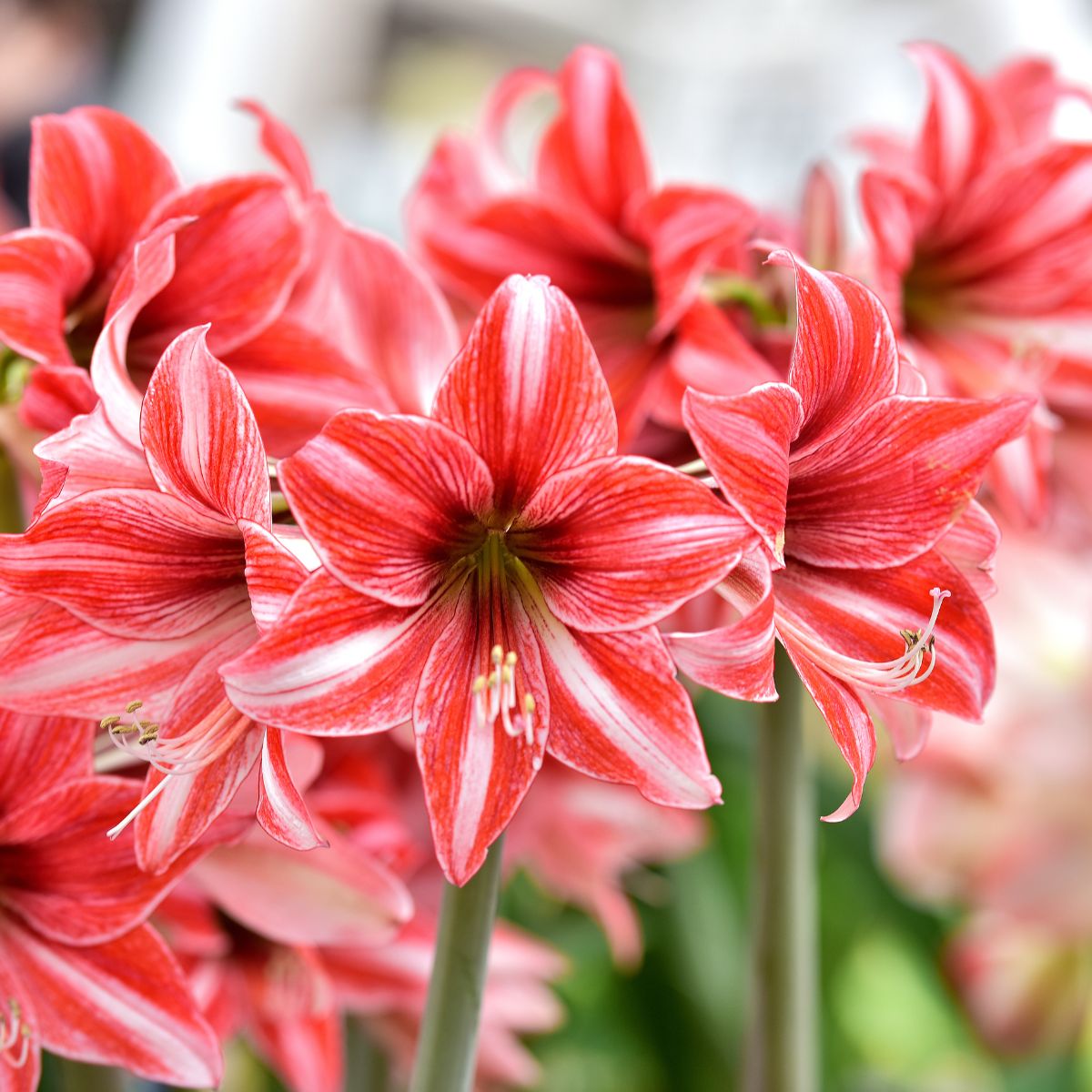 How to Grow Hippeastrum Bulbs