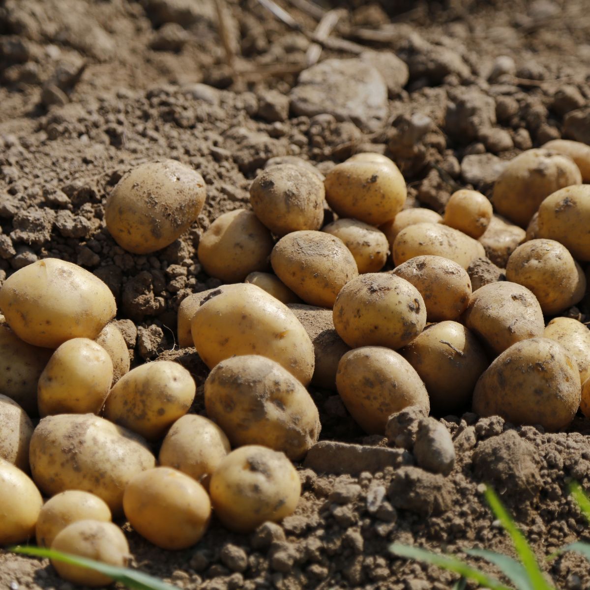 Exploring The Different Types Of Potatoes