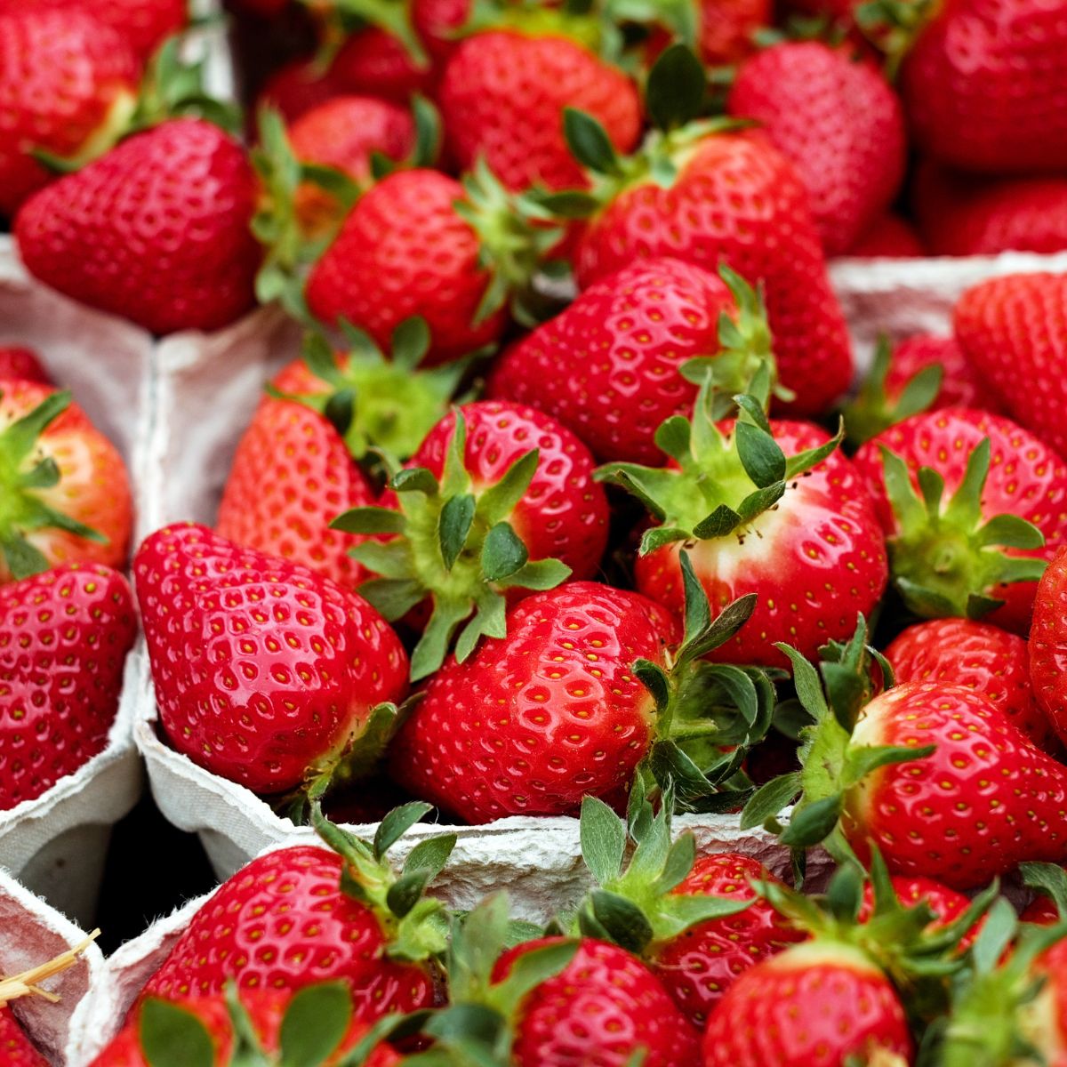 Exploring the Different Types of Strawberries