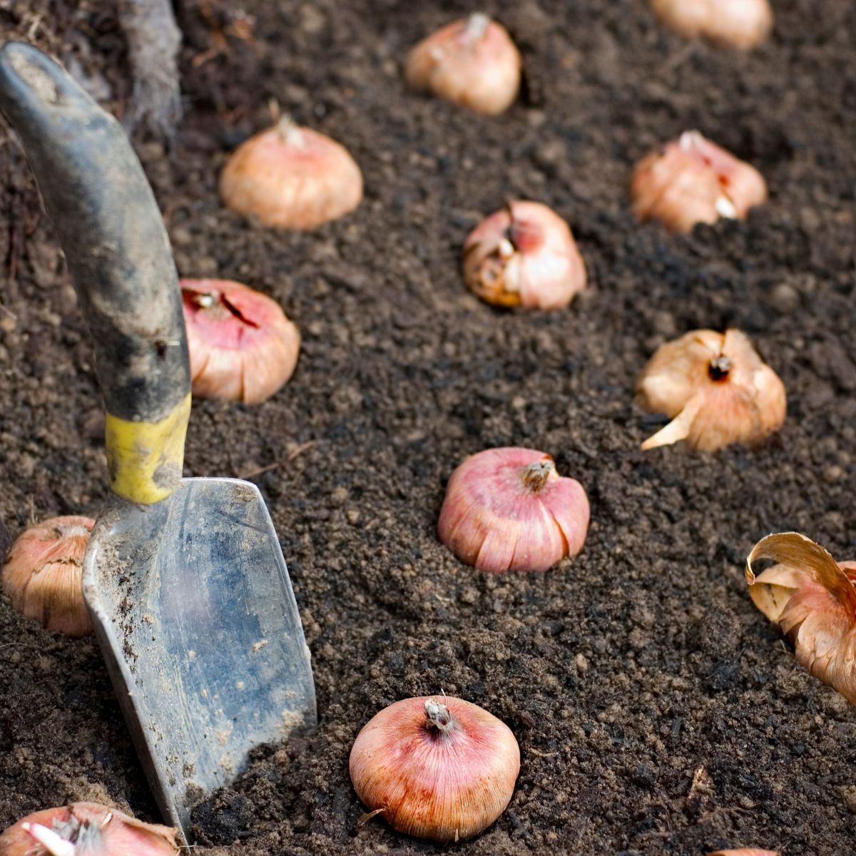 How to Plant a Spring Bulb Lasagne