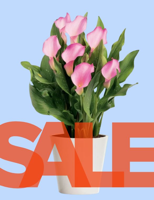 Final Bulb Clearance – 5 for 4!