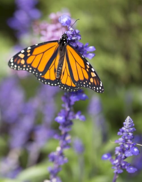 Pollinator-Friendly Plants