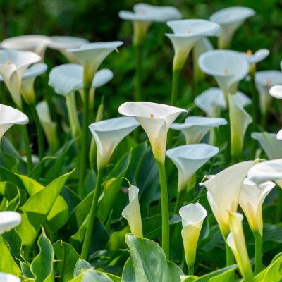 Calla Lily Bulbs