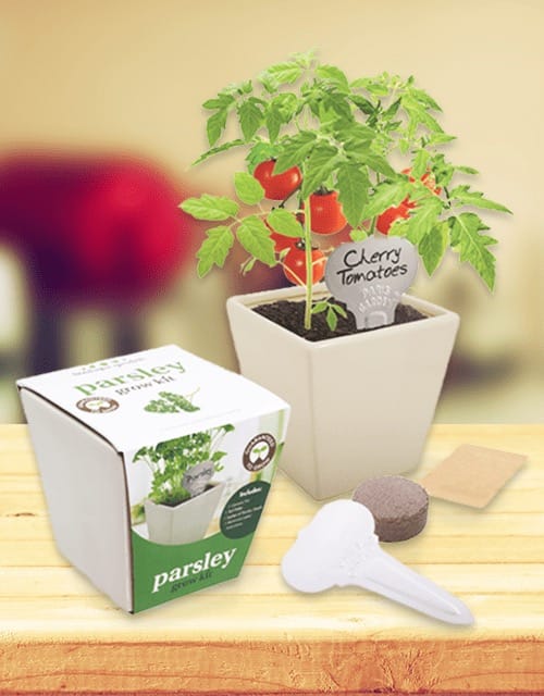 Ceramic Grow Kits