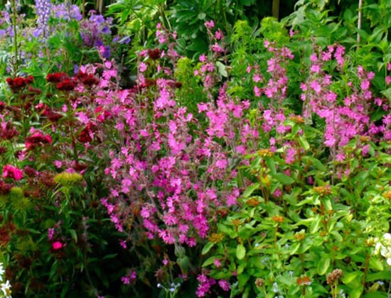 Flower Seeds