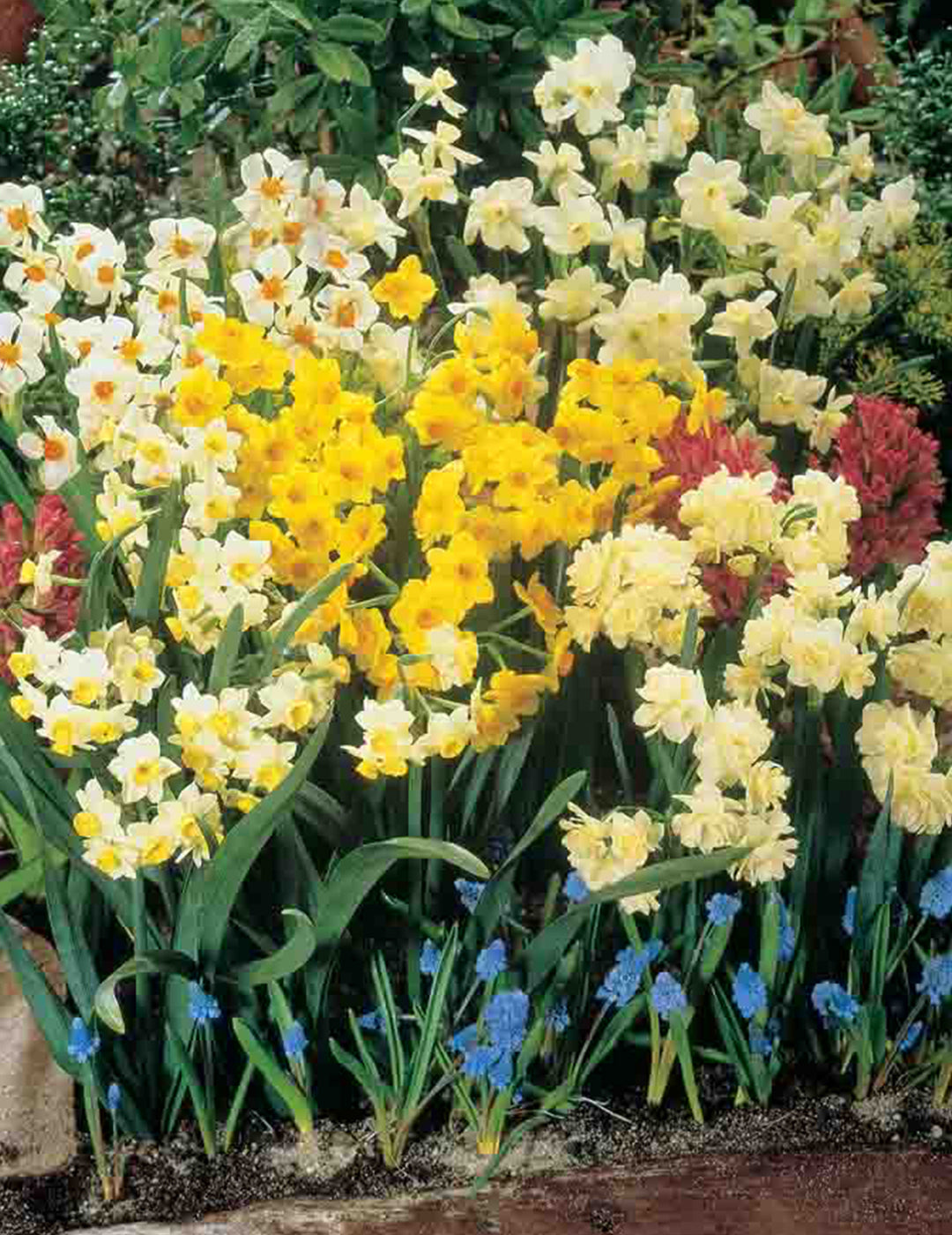 Jonquil Bulbs