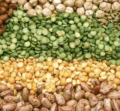 Bulk Sprouting Seeds