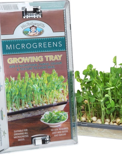 Microgreen Seeds
