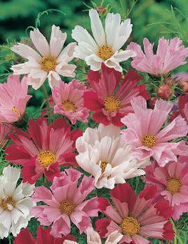 Cosmos Seeds