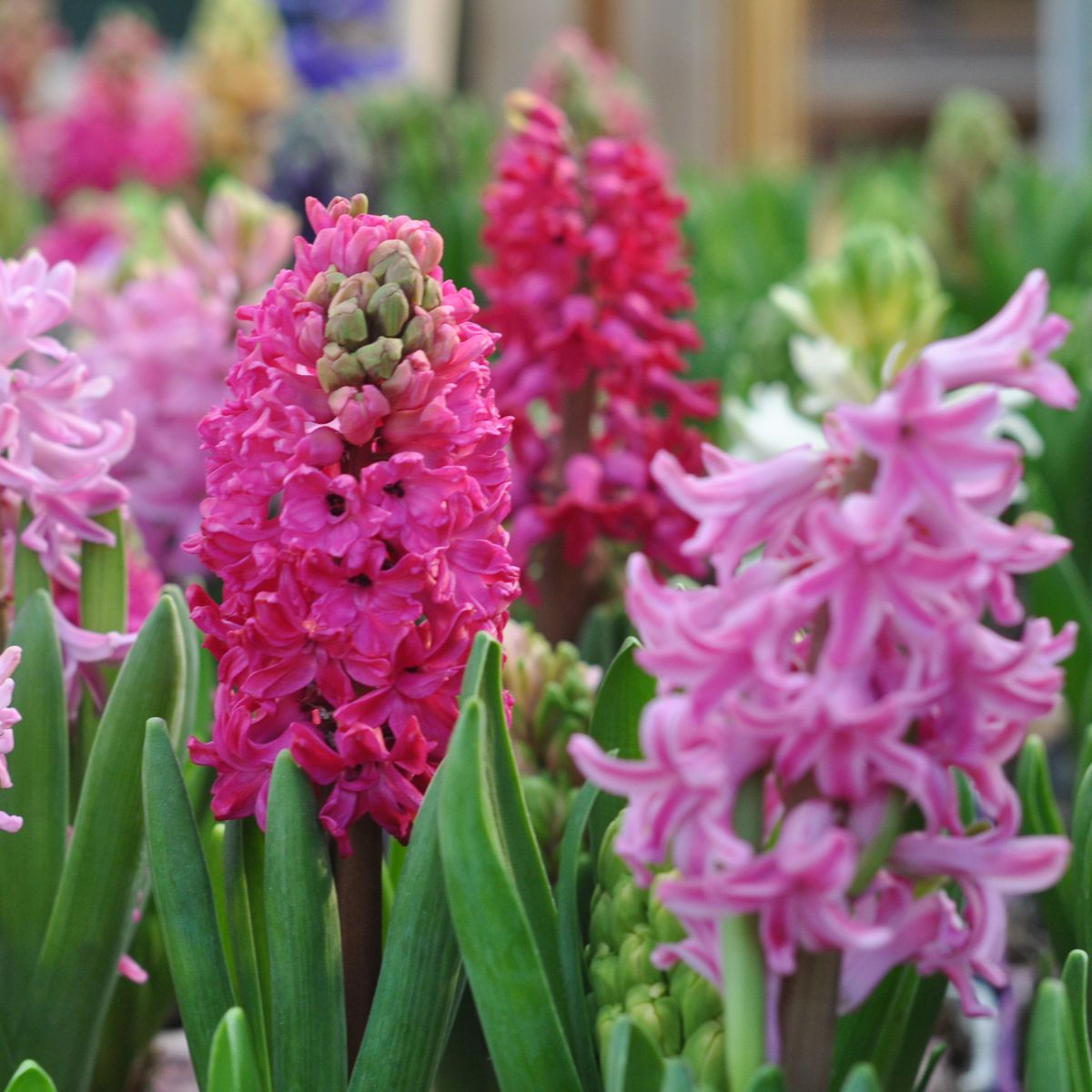 Hyacinth Bulbs