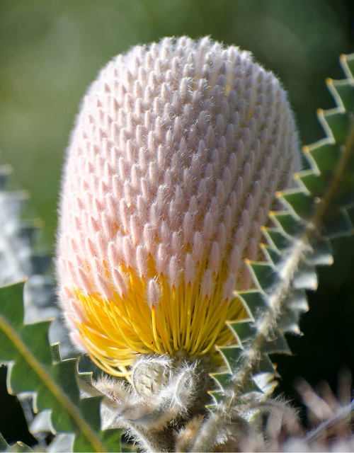 Australian Native Seeds