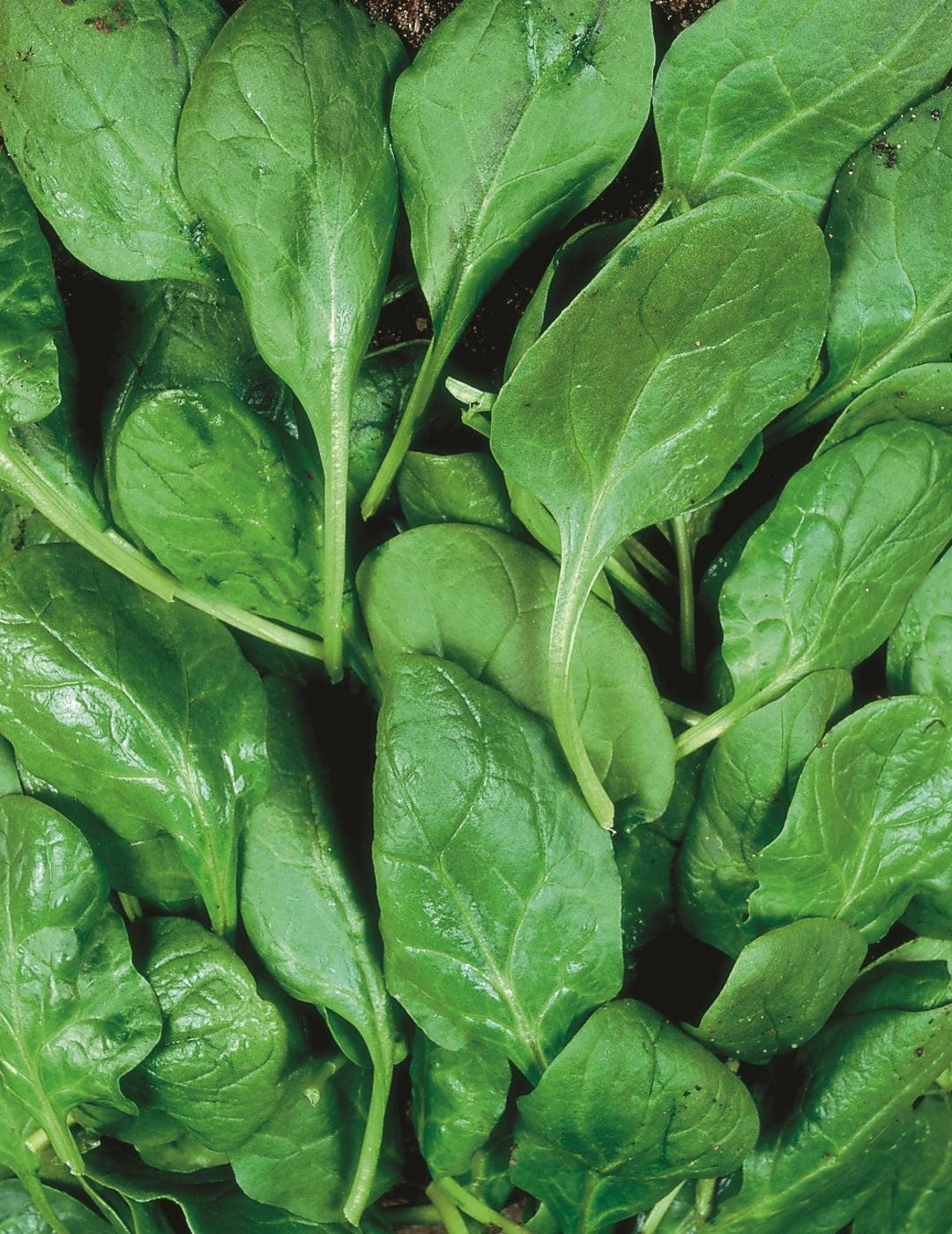Spinach Hector F1