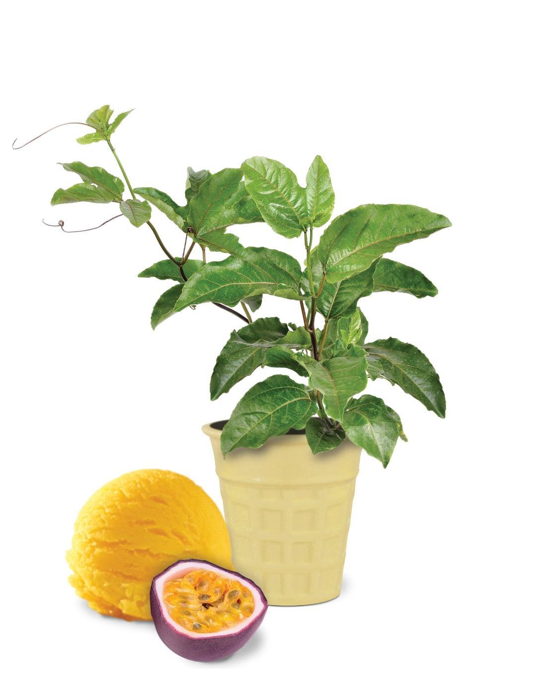 Passionfruit Ice Cream Flavour Grow Kit