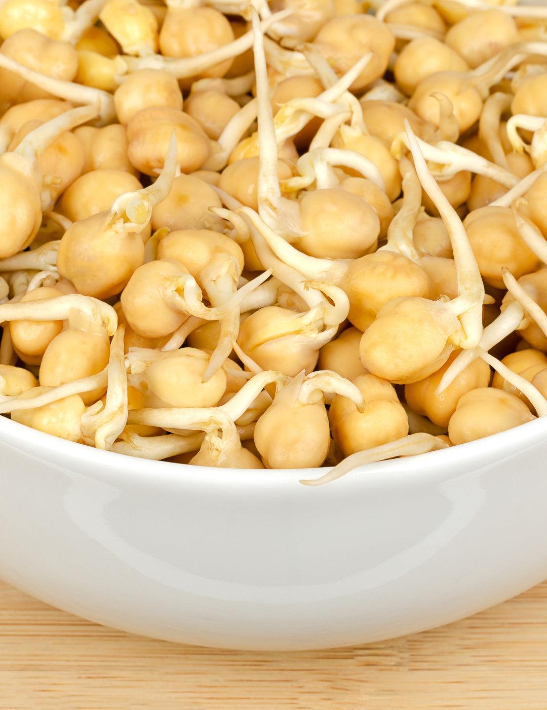 Sprouting Chick Pea Seeds