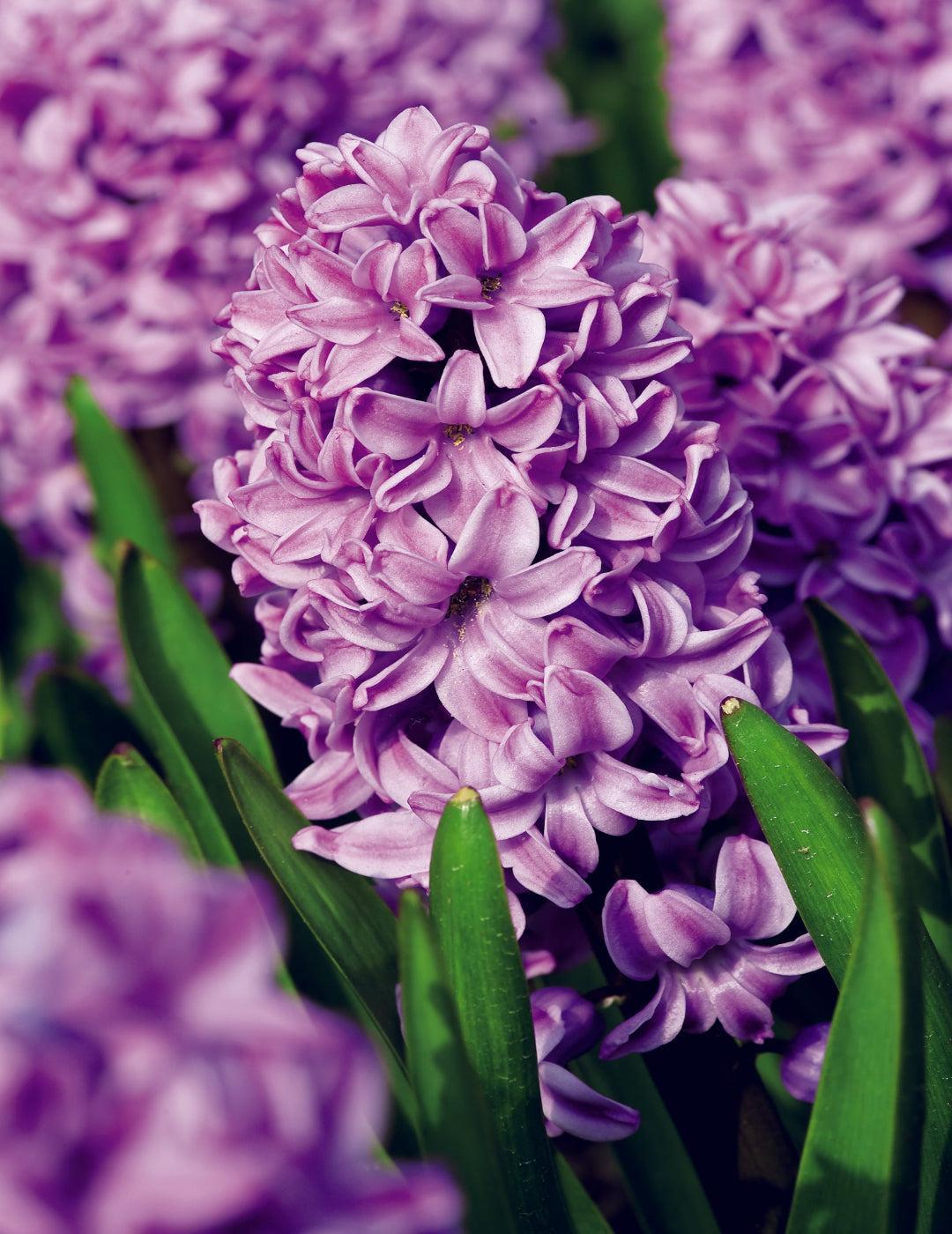 Hyacinth Splendid Cornelia Bulbs