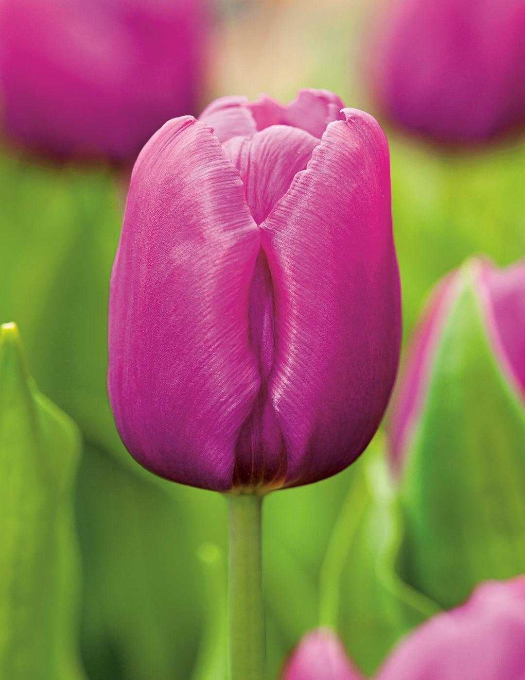 Tulip Purple Flag