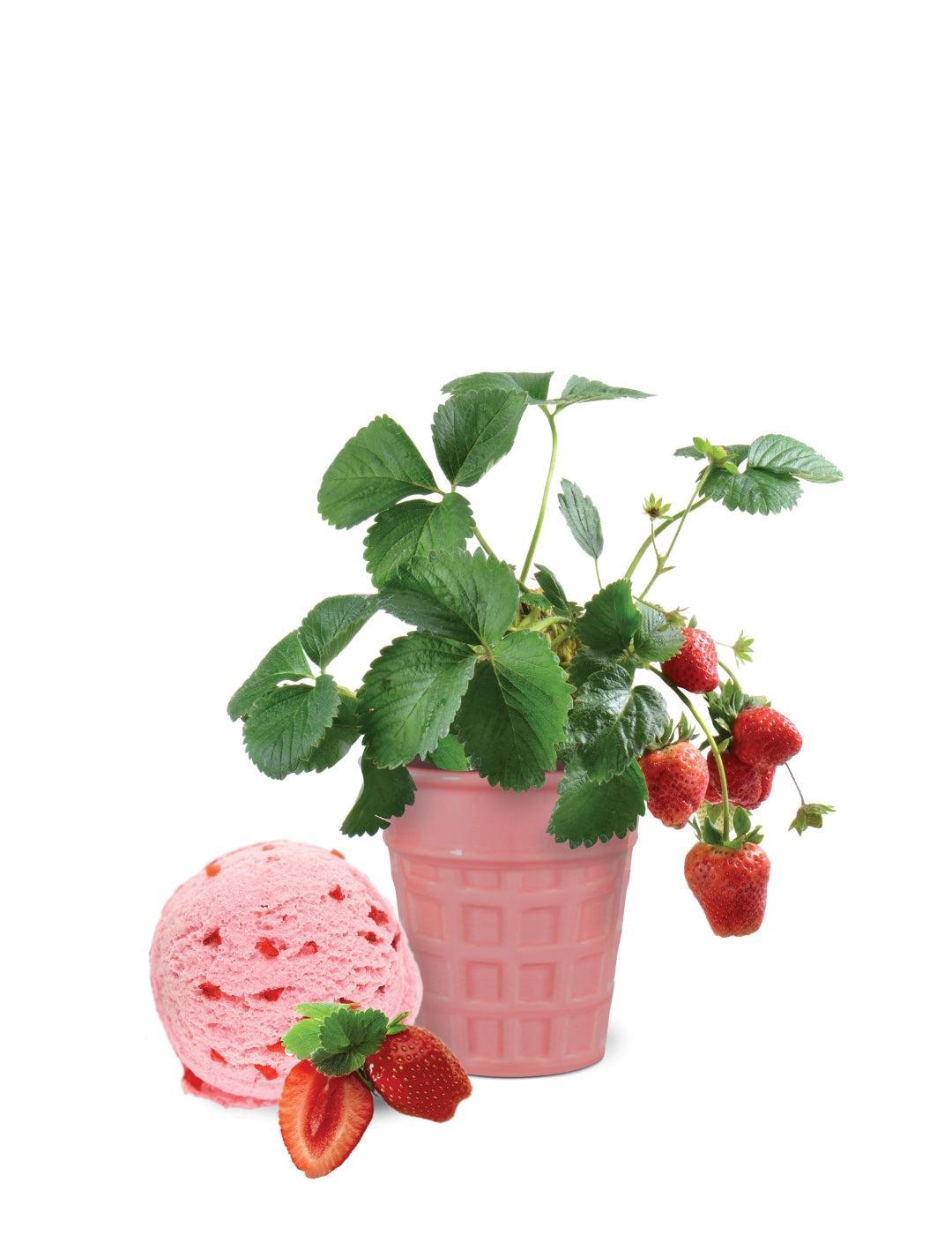 Strawberry Ice Cream Flavour Grow Kit