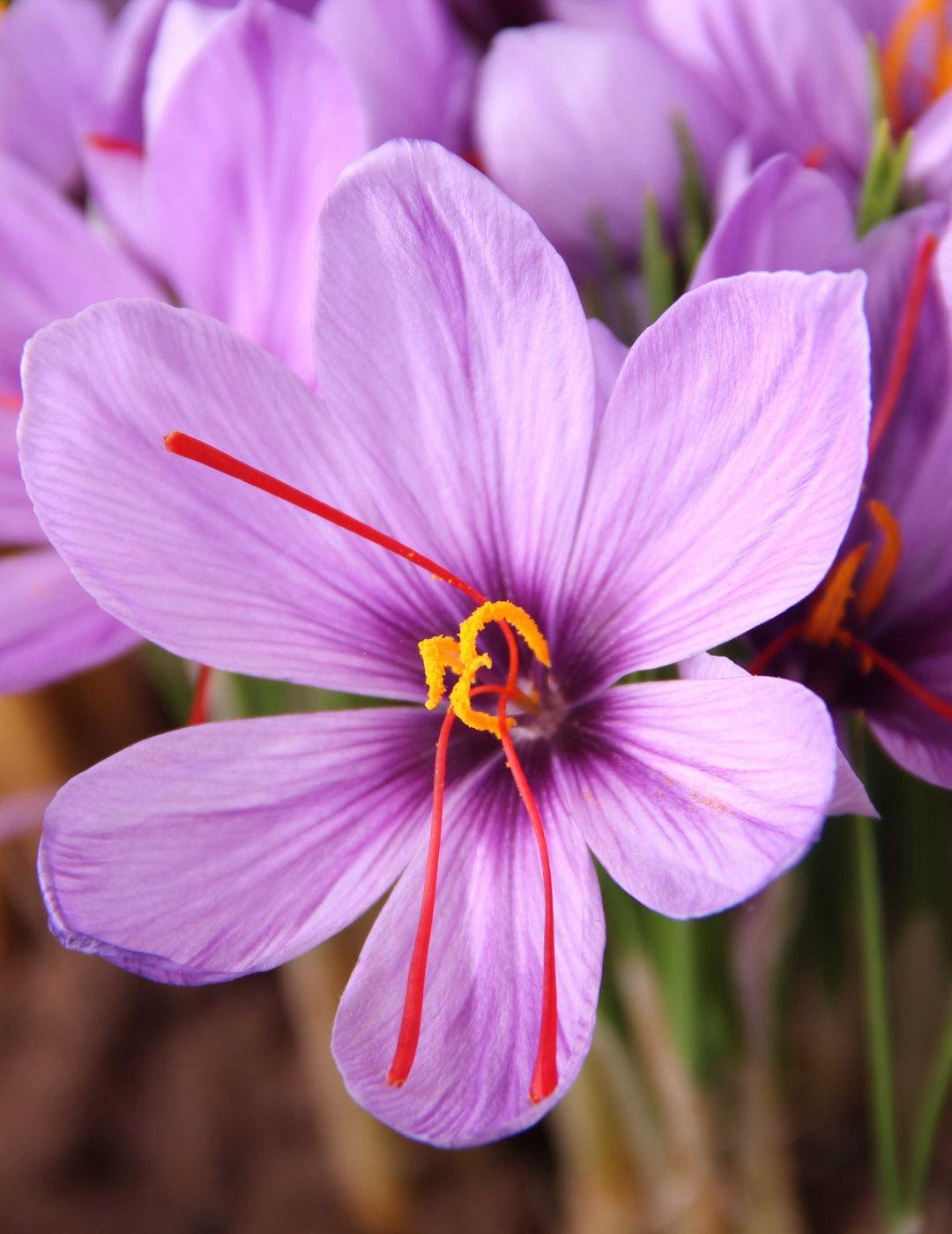 Crocus Saffron Corms
