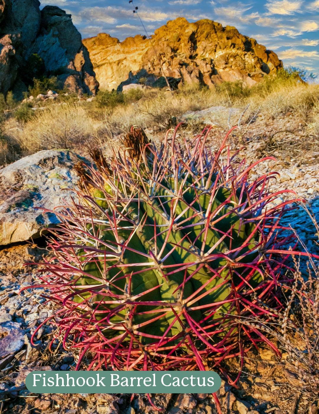 Cactus Mix