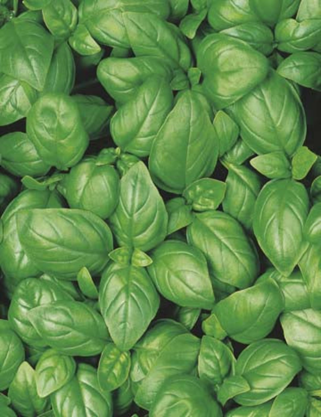 Basil Sweet Seed Starter Kit