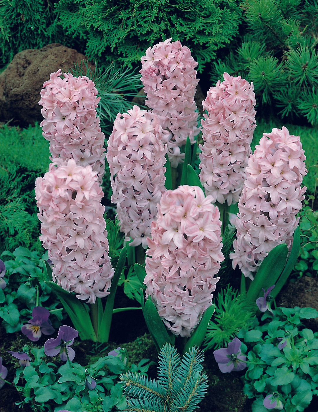 Hyacinth Top Hit