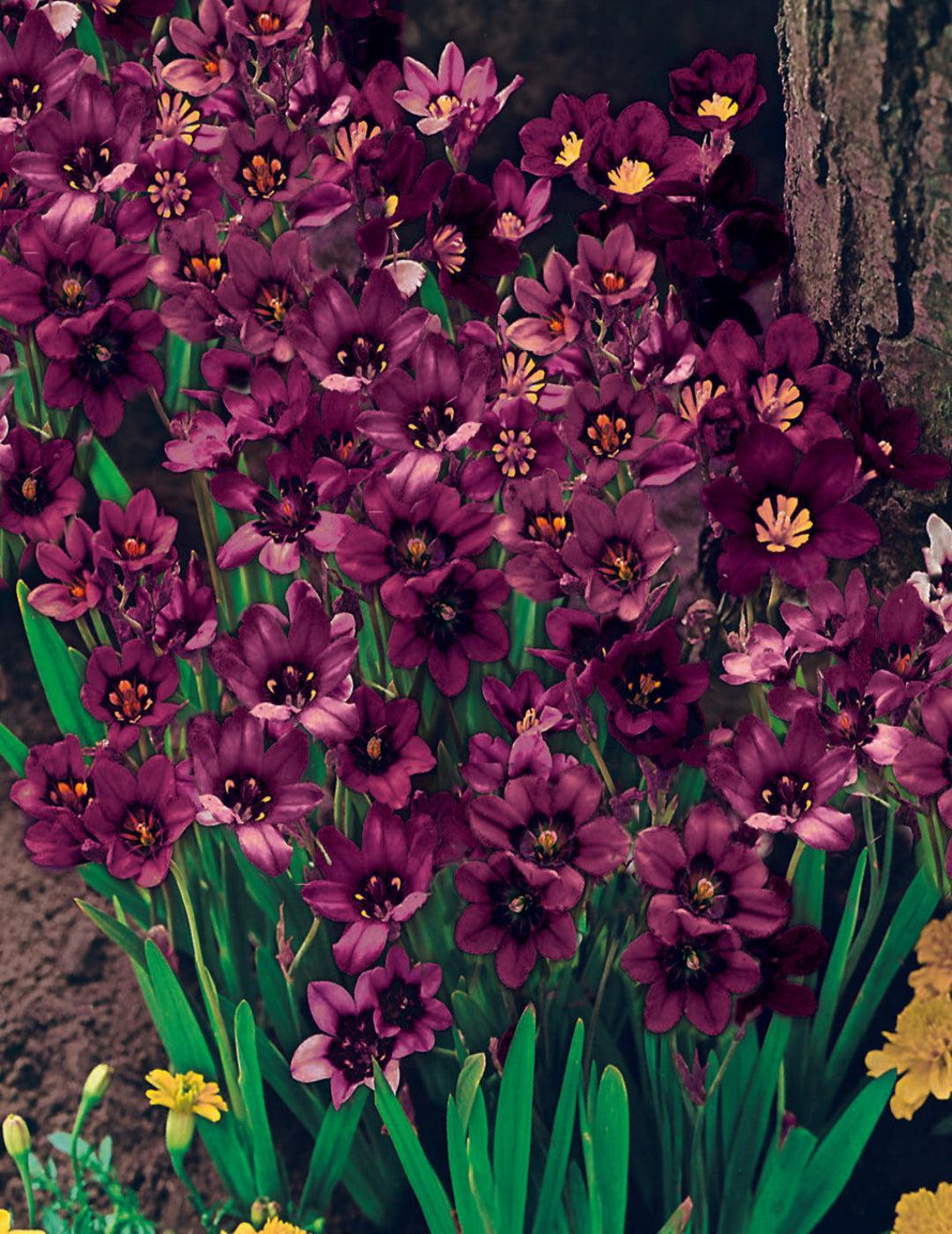 Sparaxis Purple Flower Seeds Sparaxis Seeds