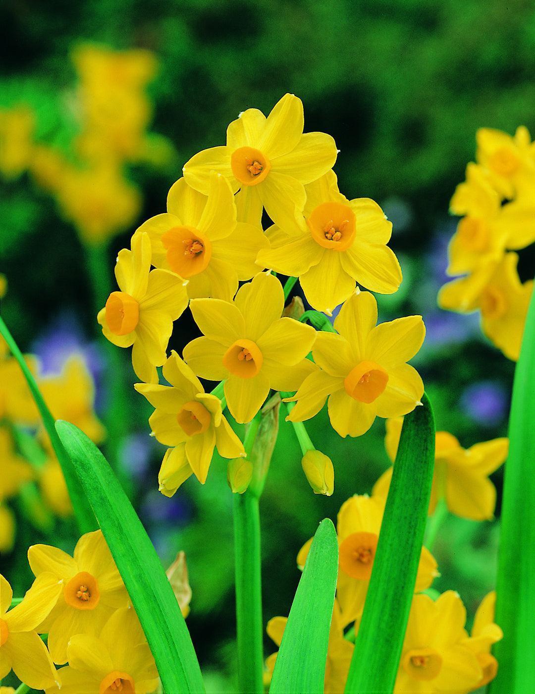 Jonquil Soleil d 'Or Bulbs (Bumper Bargain Pack)