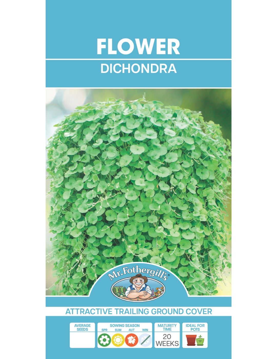 Dichondra