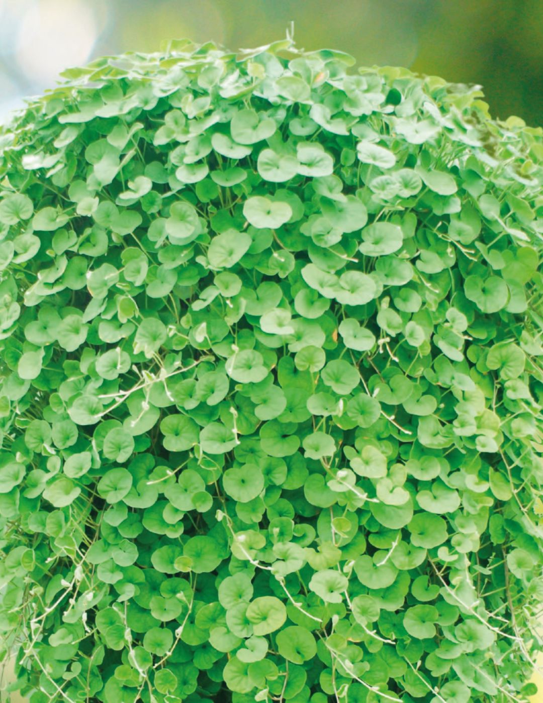 Dichondra