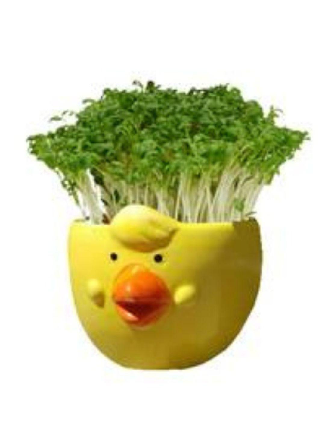 Easter Cress Chick (4 Pack)