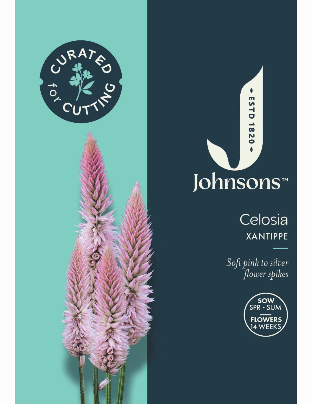 Celosia Xantippe Seeds