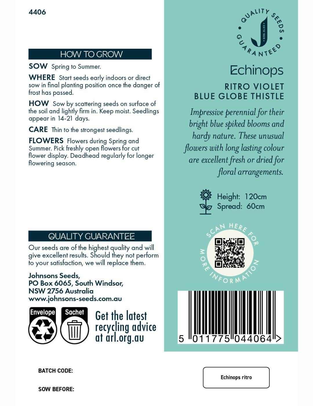 Echinops Ritro Violet Blue 'Globe Thistle' Seeds