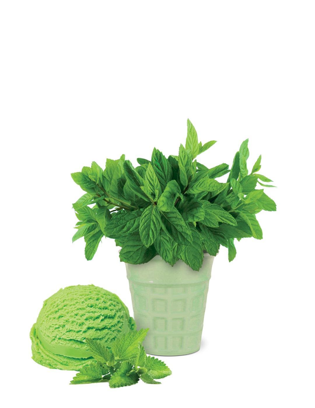 Spearmint Ice Cream Flavour Grow Kit