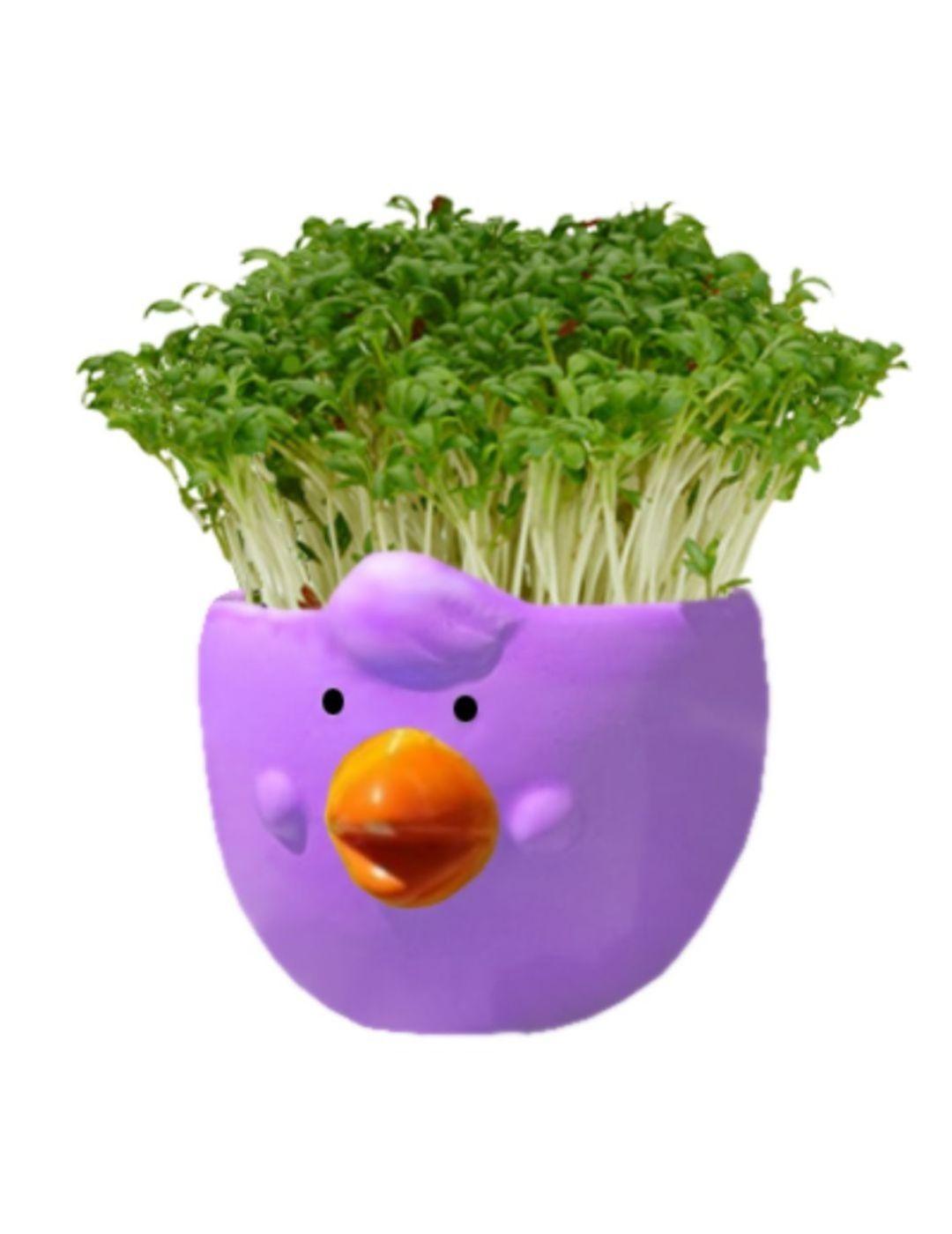 Easter Cress Chick (4 Pack)