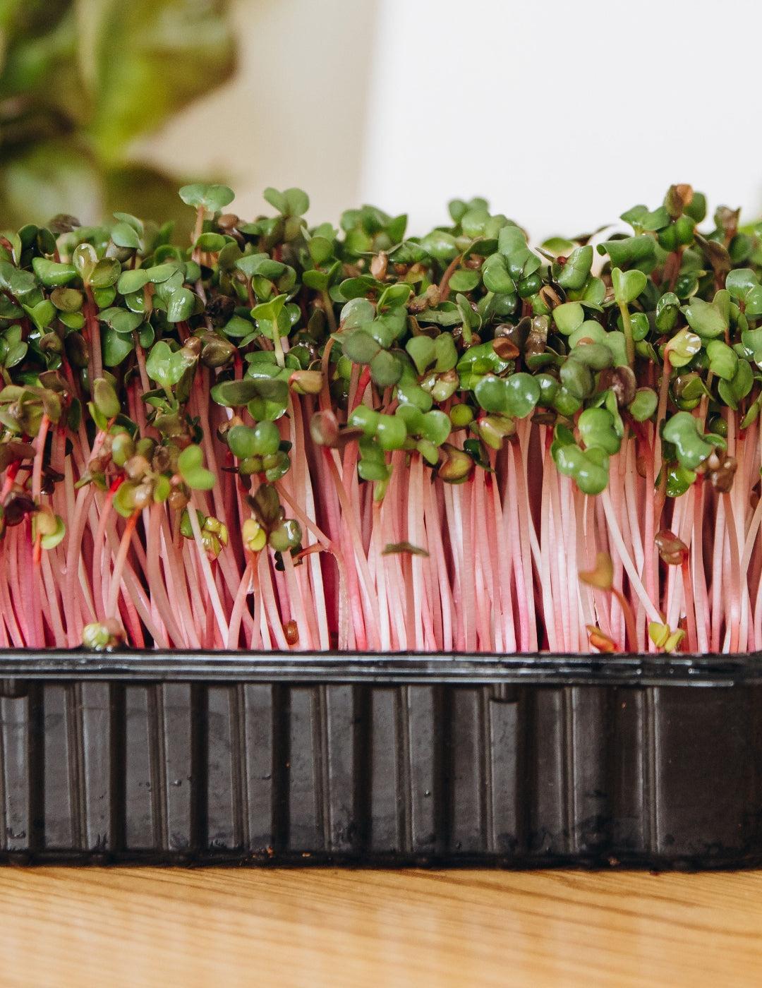 Microgreen Red Kale Seeds Bulk Bag