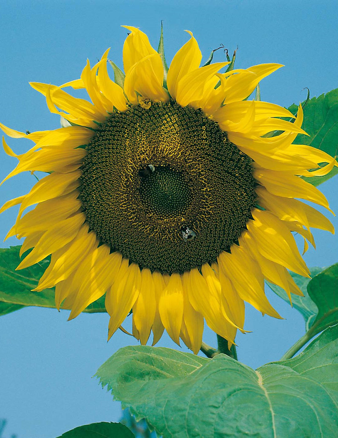Sunflower Giant Single Seed Starter Kit